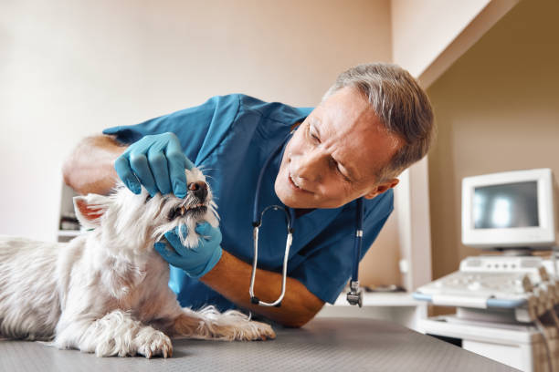 Best Emergency Tooth Extraction  in The Plains, OH